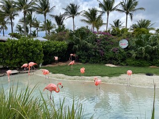 flamingos in the water