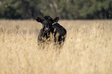 Beef cows and calfs grazing on grass in Australia. Eating hay and silage. breeds include speckled...