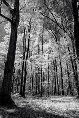 Forest scene in monochrome