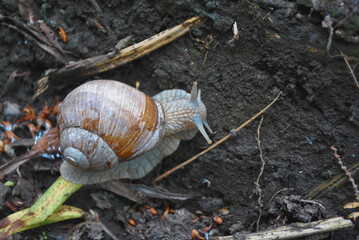 Large Roman snail (Helix pomatia Linnaeus, Burgundy snail, edible snail, escargot) crawling on ground, top view