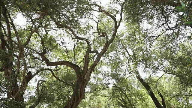 Tall olive tree forrest on the island of corfu in greece