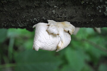 Pleurotus ostreatus (oyster mushroom, oyster fungus, hiratake) mushrooms growing wild on tree, green blurry leaves background, top view