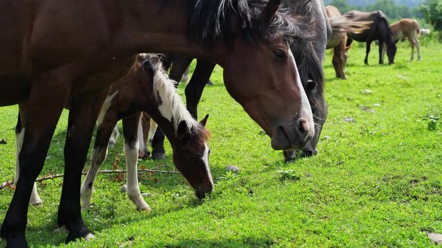 Vacation landscape. Horse outdoor in evening. Russian Altai mountains. Chemal region. Holiday at home. Staycation concept. Reduce carbon footprint. Sustainable lifestyle. Holiday trail. Local travel
