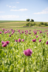 Beautiful poppy field in Germany. Purple poppy plant, corn poppy for oil extraction
