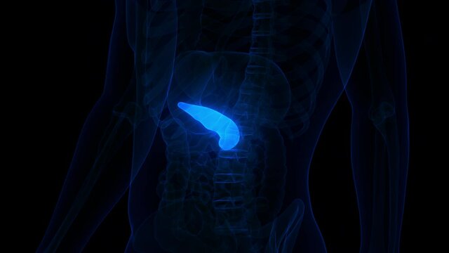 Human Internal Organ Pancreas Anatomy Animation Concept