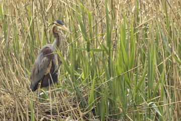 Heron bird (Ardea purpurea) with its chicks