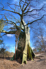 Ceibo
Erythrina crista-galli
cockspur coral tree