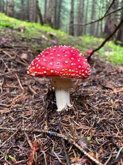 Amanita muscaria, is poisonous mushroom in the forest
