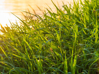 Green, juicy grass against the background of water. The leaves are illuminated by the bright evening sun. Plants grow on the shore of the lake.