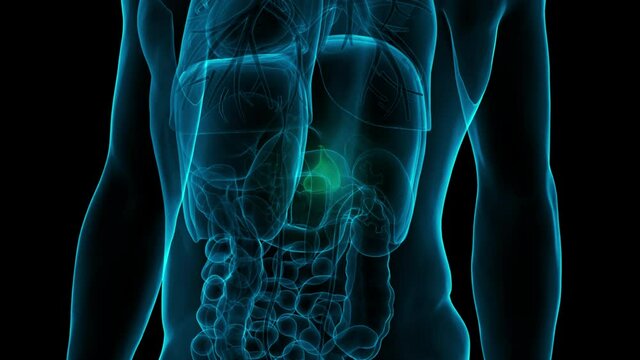 Human Internal Organ Gallbladder Anatomy Animation Concept