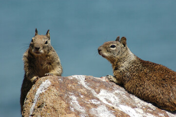 California Ground Squirrel