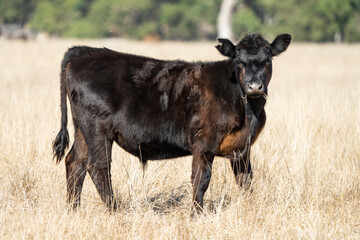 Stud beef cows and bulls grazing on green grass in Australia, breeds include speckled park, murray...