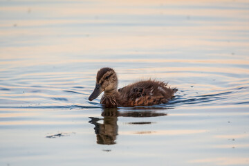Cute little duckling swimming alone in a lake or river with calm water