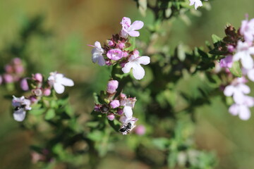 Fourmi et fleurs