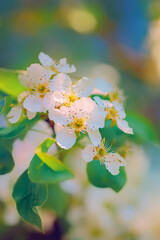 Blossom apple tree on nature background