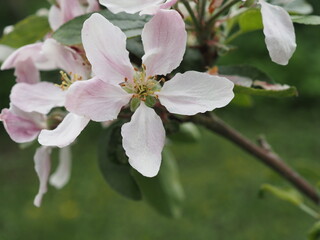 Wunderschöne Blüten an einem Apfelbaum im Frühling