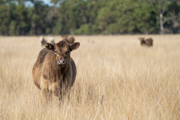 Stud beef cows and bulls grazing on green grass in Australia, breeds include speckled park, murray...