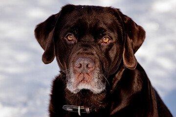 black labrador retriever