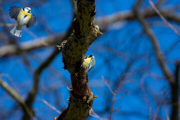 bird on a branch