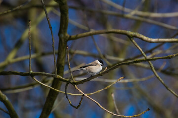 a bird