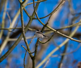 bird perched on a branch