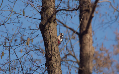 bird on a tree