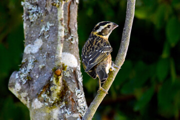 Cardinal Grosbeak Twig 03