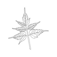 Illustration of a black maple leaf isolated on a white background