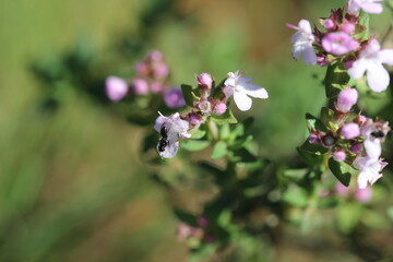 Naklejka premium Fourmi et fleurs