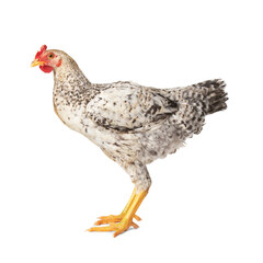 Young rooster on white background