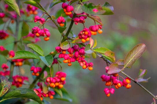 Euonymus europaeus european common spindle capsular ripening autumn fruits, red to purple or pink colors with orange seeds