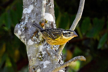 Cardinal Grosbeak Twig 09