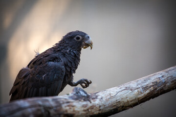 Coracopsis vasa bird in nature park