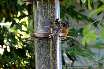 Grosbeak Cardinal Quibble 03