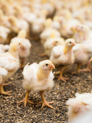 A lot of young chicks at the farm with each other. Indoors chicken farm, chicken feeding concept