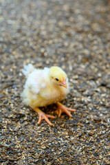 Pretty small yellow chick sitting on the ground at farm. Adorable newborn chicken. Close-up