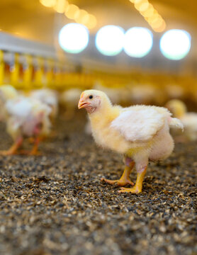 Pretty small yellow chick sitting on the ground at farm with many little chickens at the background. Adorable newborn chicken. Close-up