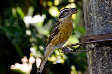 Grosbeak Cardinal Feeder 05
