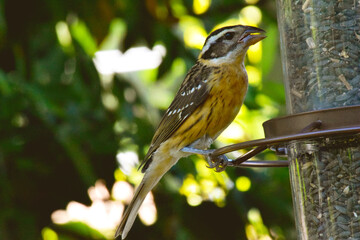 Grosbeak Cardinal Feeder 07