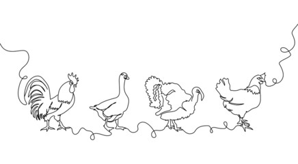 Fototapeta na wymiar Domestic animals one line set. Continuous line drawing of chicken, rooster, goose, turkey.