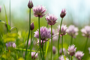 Obraz premium wildflowers on a background of meadows, grass and sky 