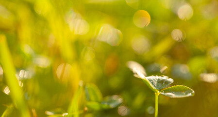 Fototapeta na wymiar Green summer background, blurred grass and sunlight after rain