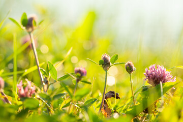 Summer meadow with clover flowers and bokeh light
