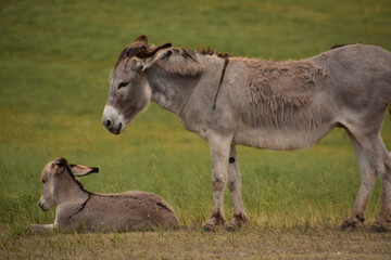 Obraz premium Gray Burro and Colt in a Large Field