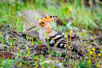 Eurasian hoopoe bird feeding on the grass ground