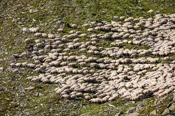 Huge white sheep herd on Georgia mountains landscape feeding
