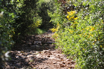 Fototapeta premium Sentier de promenade