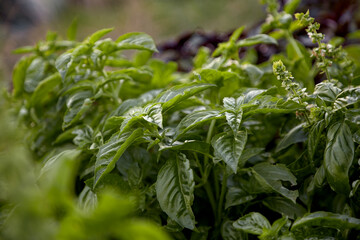 Fresh basil herb in the garden. Healthy season food. Top view, copy space
