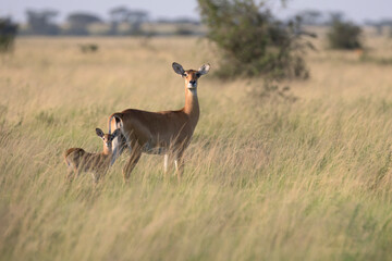 Ugandan kob antelope still in front of green landscape