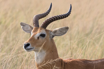 Ugandan kob antelope still in front of green landscape